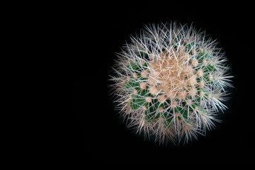 Spiny spherical cactus on black background. Top view Echinocactus grusonii with long white needles, thorns. For magazine cover, poster, advertisement. Flat Lay still-life. Copy space.