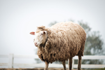 Cute funny happy sheep at outdoor garden nature field valley