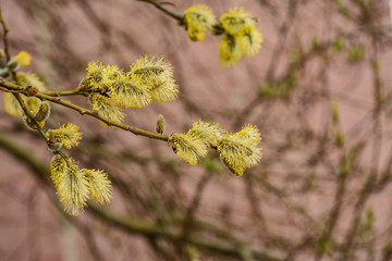 Blossoming willow twigs on a Sunny day.