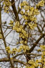 Blossoming willow twigs on a Sunny day.