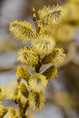 Blossoming willow twigs on a Sunny day.