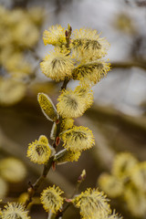 Fototapeta premium Blossoming willow twigs on a Sunny day.