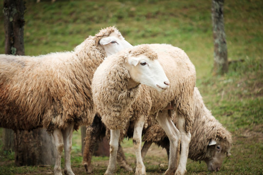 รูปภาพSheepfold – เลือกดูภาพถ่ายสต็อก เวกเตอร์ และวิดีโอ7,326 | Adobe Stock