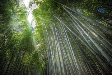 Sunlight in Arashiyama Bamboo forest, Kyoto, Japan