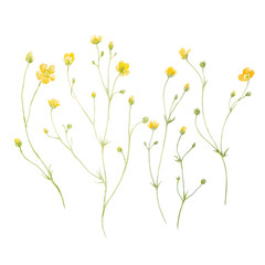 Watercolor floral vector set