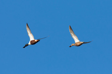 Male and female Northern Shovelers, flying in beautiful light 