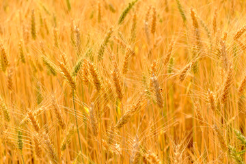 barley in field conversion test at North Thailand,rice golden color,barley for background