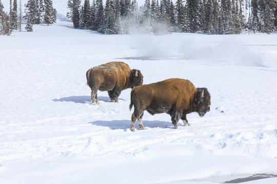 A Pair of BUffalo in the snow