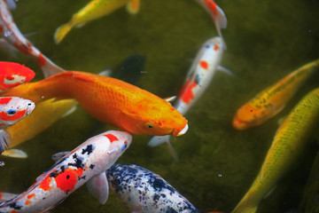 Goldfish in the pond