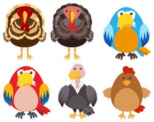 Turkeys and different types of birds