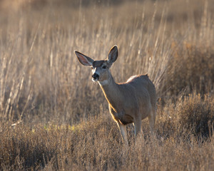 Fototapeta premium Young black-tailed deer (fawn) , seen in the wild in North California