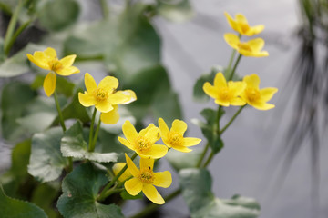 Closeup of yellow Marsh marigold or Kingcup flower (latin name: Caltha palustris)