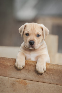 American staffordshire terrier puppy sitting in a box