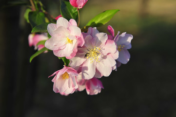 Chinese flowering crab-apple blooming