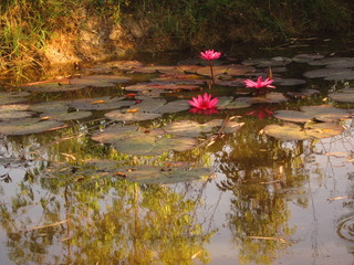Three lotus flowers (B)