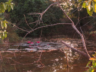 Water lilies and thorns