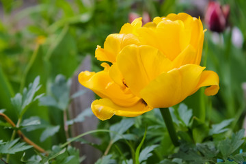 жёлтые цветы, летний сад