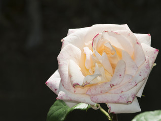 White rose bud, close-up. Black background