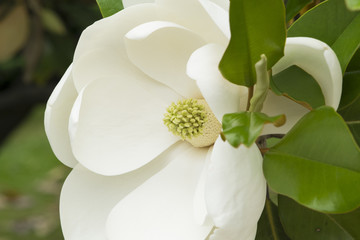 Magnolia, white flower, stamens, flowering magnolia tree