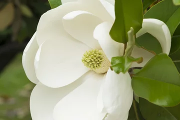 Photo sur Plexiglas Magnolia Magnolia, white flower, stamens, flowering magnolia tree