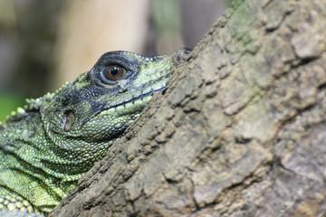 Green lizard watching the surroundings.