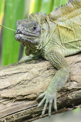 Green lizard watching the surroundings.