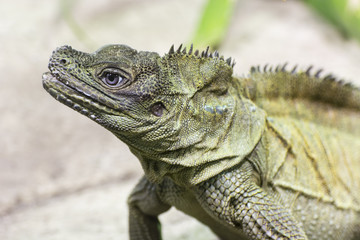 Green lizard watching the surroundings.
