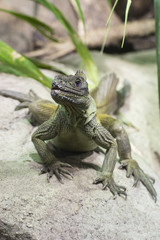 Green lizard watching the surroundings.