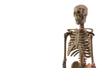 White skeleton model isolated on white background