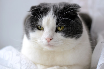 Serious scottish cat sitting on a windowsill with a clever face