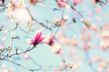Blooming magnolia tree in the spring sun rays. Selective focus. Copy space. Easter, blossom spring, sunny woman day concept. Pink purple magnolia flowers.