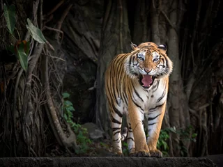 Rolgordijnen Sumatran tiger standing in a forest atmosphere. © MrPreecha