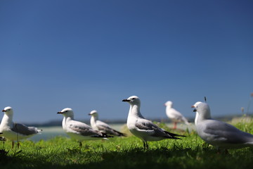 Obraz premium Seagulls