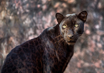 Panther or leopard in natural atmosphere.