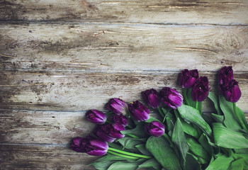 Purple Terry tulips on wooden background, place for your text