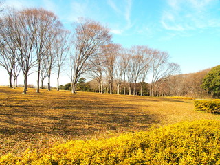 Fototapeta premium 春の欅のある公園風景