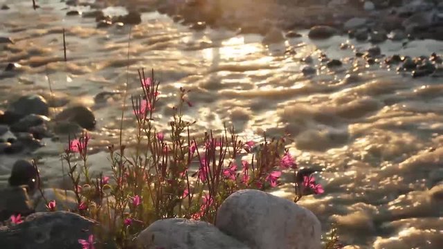 Mountain flowers by the river
