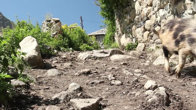 Pig in mountain village