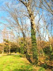 Obraz premium 公園の若草と枯れ木風景