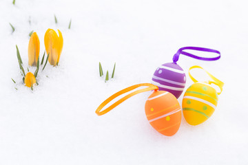 Closeup of purple, orange and yellow easter eggs with ribbons and decorated with stripes and dots laying besides fresh crocus blossoms outdoors on snow in spring