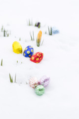Closeup of chocolate easter eggs wrapped in pink, orange, green, golden, blue and red aluminum foil laying on fresh snow besides young yellow crocus buds outdoors in spring