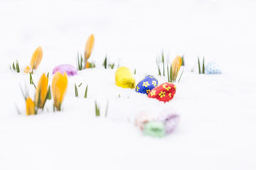 Closeup of chocolate easter eggs wrapped in pink, orange, green, golden, blue and red aluminum foil laying on fresh snow besides young yellow crocus buds outdoors in spring