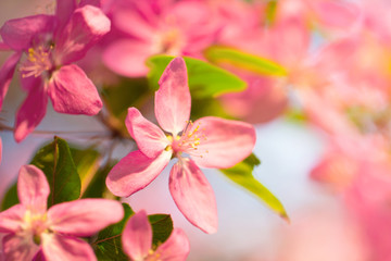 Fototapeta na wymiar Beautiful japan cherry tree branch full of pink flower