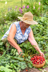 Senior farmer on strawberry farm, picking strawberries to the basket, organic farming concept