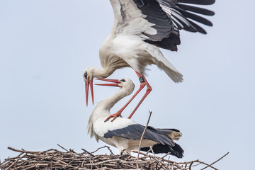 storchenpaarung