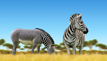 Fototapeta na wymiar Zebras on the African savannah. Wildlife animals.