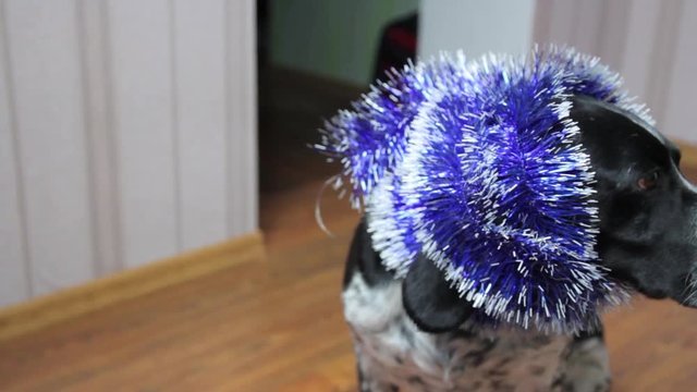xmass dog
