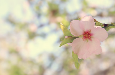 Naklejka na ściany i meble background of spring white cherry blossoms tree. selective focus.