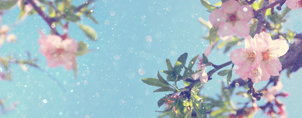 fond de bannière de site Web de l& 39 arbre de fleurs de cerisier blanc de printemps. mise au point sélective.