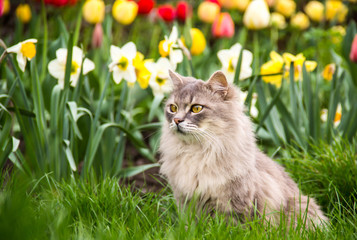 Fototapeta premium Uliczny kot w wiosna ogródzie. Szary puszysty kot siedzi w kwiatach. Kot w kwietniku. Skopiuj miejsce. Wiosna.